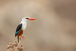 Leucocephala Prints: Grey-headed Kingfisher, Halcyon leucocephala