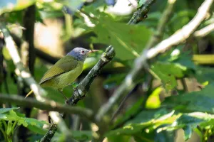 Images Dated 6th June 2014: Grey-headed Sunbird, Deleornis axillaris