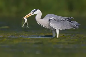 Swampland Prints: Grey Heron