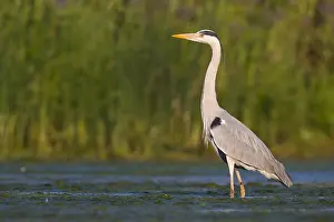 Swampland Prints: Grey Heron