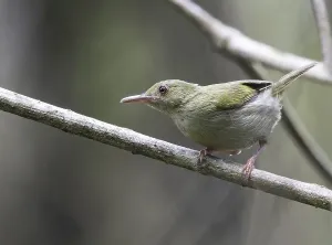 Images Dated 8th August 2016: Grey Longbill