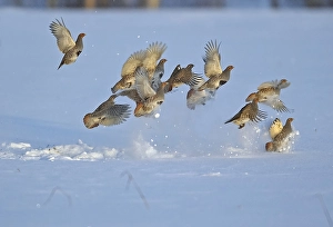 2004 Prints: Grey Partridge, Patrijs, Perdix perdix