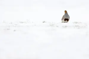 2021 Prints: Grey partridge; perdix perdix