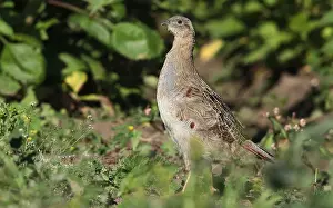 Images Dated 11th August 2022: Grey partridge, perdix perdix