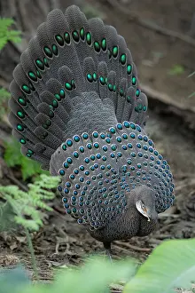 : Grey Peacock-Pheasant, Polyplectron bicalcaratum