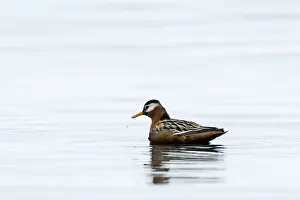 Norway Prints: A grey phalarope, Phalaropus fulicaria