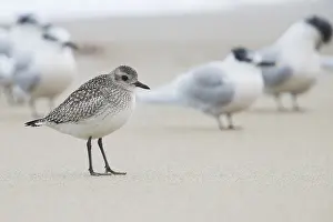 Charadriidae Prints: Grey Plover