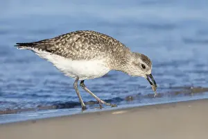 Pluvialis Prints: Grey Plover, Pluvialis squatarola