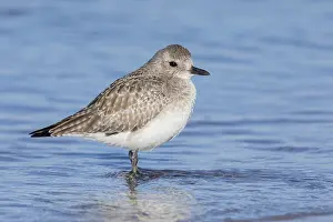 Pluvialis Prints: Grey Plover, Pluvialis squatarola
