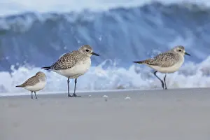 Pluvialis Prints: Grey Plover, Pluvialis squatarola