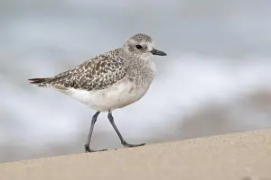Pluvialis Prints: Grey Plover, Pluvialis squatarola