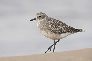 Pluvialis Prints: Grey Plover, Pluvialis squatarola