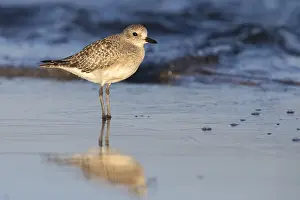 Pluvialis Prints: Grey Plover, Pluvialis squatarola