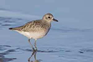 Pluvialis Prints: Grey Plover, Pluvialis squatarola