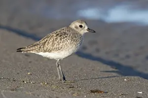 Pluvialis Prints: Grey Plover, Pluvialis squatarola