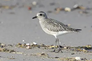 Pluvialis Prints: Grey Plover, Pluvialis squatarola
