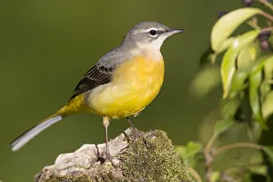 Passerines Prints: Grey Wagtail