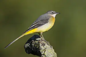 Passerines Prints: Grey Wagtail