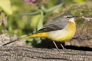 Passerines Prints: Grey Wagtail