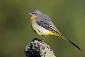 Passerines Prints: Grey Wagtail