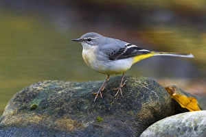 Images Dated 4th February 2020: Grey Wagtail, Motacilla cinerea