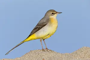 Motacilla Prints: Grey Wagtail, Motacilla cinerea