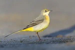 Motacilla Prints: Grey Wagtail, Motacilla cinerea