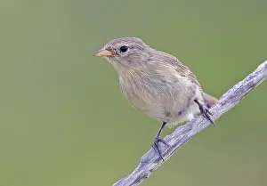 Images Dated 27th May 2023: Grey Warbler-Finch, Certhidea fusca cinerascens