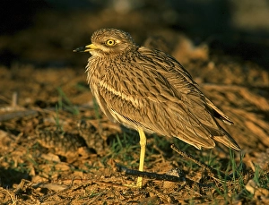 1997 Prints: Griel, Eurasian Stone-curlew, Burhinus oedicnemus