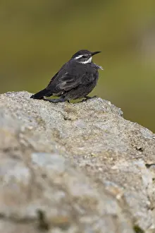 Images Dated 8th March 2006: Grijsbuikwipstaart, Dark-bellied Cinclodes, Cinclodes patagonicu