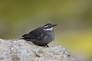Images Dated 8th March 2006: Grijsbuikwipstaart, Dark-bellied Cinclodes, Cinclodes patagonicu