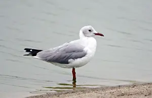 Images Dated 27th September 2015: Grijskopmeeuw, Grey-headed Gull, Chroicocephalus cirrocephalus c