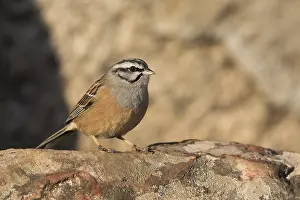 2015 Prints: Grijze Gors, Rock Bunting, Emberiza cia