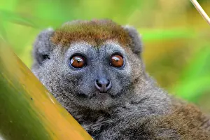 2010 Prints: Grijze halfmaki, Eastern Grey Bamboo-lemur, Hapalemur griseus