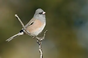 2007 Prints: Grijze Junco, Dark-eyed Junco, Junco hyemalis (Pink-sided race)