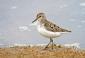 Grijze Prints: Grijze Strandloper, Semipalmated Sandpiper, Calidris pusilla