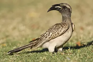 Images Dated 15th September 2008: Grijze Tok, African Grey Hornbill, Tockus nasutus