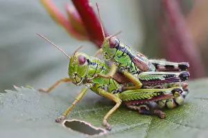 2005 Prints: Groene Bergsprinkhaan, Green Mountain Grasshopper, Miramella alp