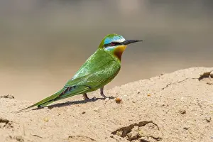 East Prints: Groene Bijeneter, Blue-cheeked Bee-eater, Merops persicus persic