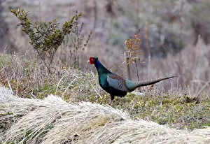 2004 Prints: Groene Fazant, Green Pheasant, Phasianus versicolor