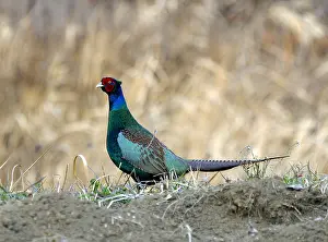 2004 Prints: Groene Fazant, Green Pheasant, Phasianus versicolor