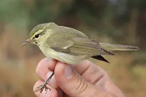 : Groene Fitis, Green Warbler, Phylloscopus nitidus