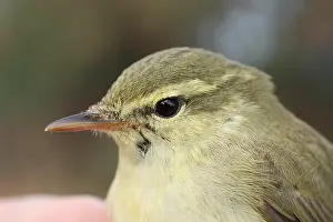 : Groene Fitis, Green Warbler, Phylloscopus nitidus