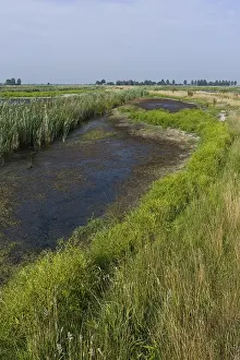 Jonker Prints: Groene Jonker