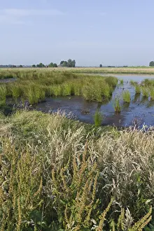 Jonker Prints: Groene Jonker