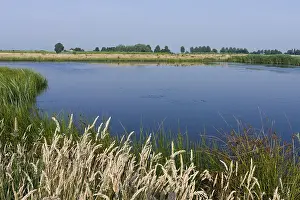Waterplas Prints: Groene Jonker