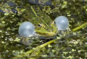 Images Dated 11th June 2005: Groene Kikker, Green frog, Rana Esculenta