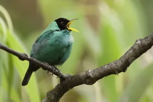 Suikervogel Prints: Groene Suikervogel, Green Honeycreeper, Chlorophanes spiza