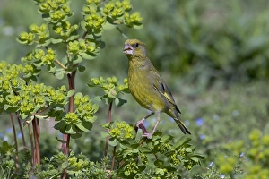 Images Dated 23rd April 2005: Groenling, European Greenfinch, Chloris chloris