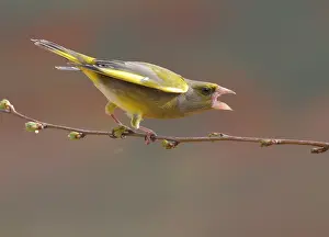 2008 Prints: Groenling, European Greenfinch, Chloris chloris